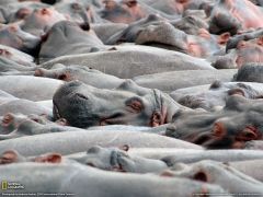 Tapeta National Geographic 351.jpg